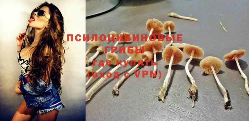 Псилоцибиновые грибы Psilocybine cubensis  купить наркотик  Новоузенск 